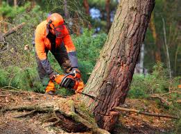 How Our Tree Care Process Works  in  Pierce, CO