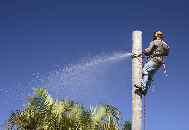 Trusted Pierce, CO Tree Removal Services Experts